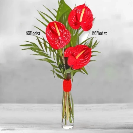 Send exotic bouquet of three red anthuriums to Sofia