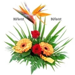 Skilful  combination of strelitzia, roses, gerberas and a lot of greenery.