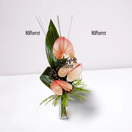 Send exotic bouquet of anthuriums to Sofia.