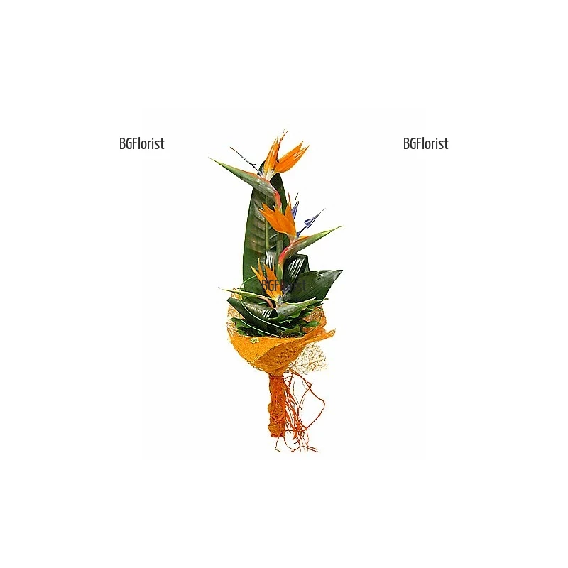Send bouquet of strelitzias by courier to Sofia