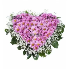 Send heart of pink chrysanthemums to Sofia.