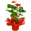 Send Anthurium pot plant by courier to Sofia