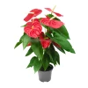 Send Anthurium pot plant by courier to Sofia