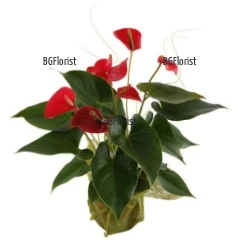 Send Anthurium pot plant by courier to Sofia