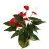 Send Anthurium pot plant by courier to Sofia