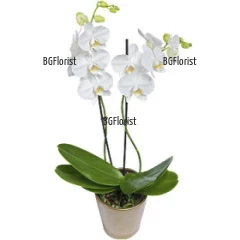 Красива, нежна орхидея Фалаенопсис с два цветоноса - екзотично растение, подходящо за всеки дом или офис .