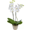 Send white Phalaenopsis orchid - double stemmed plant