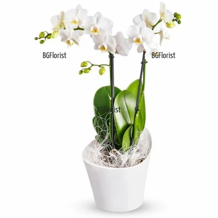 Доставка на бяла орхидея с два цветоноса