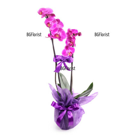 Send pink Phalaenopsis orchid - double stemmed plant.