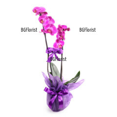 Original, tender suggestion from our online flower shop - beautiful Phalaenopsis orchid - double stemmed plant, nicely wrapped in luxury fancy papers, decorated with dry elements.