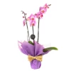 Аранжировка от розови орхидеи в саксия