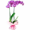Send pink Phalaenopsis orchid - double stemmed plant.