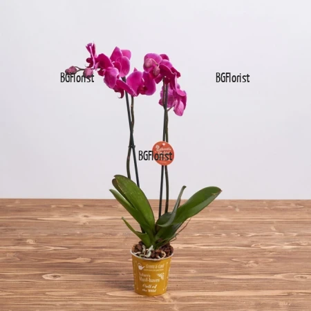 Send pink Phalaenopsis orchid - double stemmed plant.