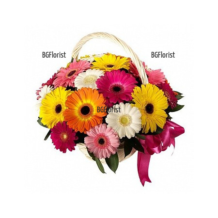 Send basket with multicoloured gerberas to Sofia