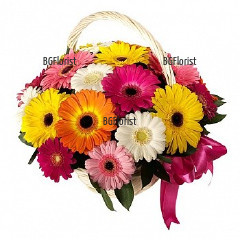 Send basket with multicoloured gerberas to Sofia