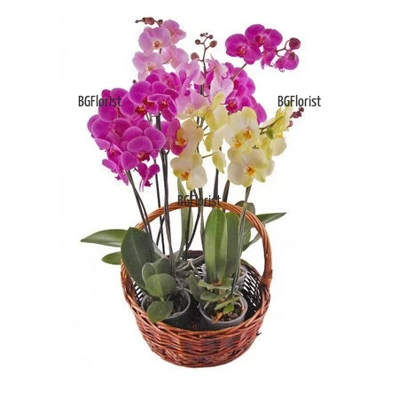 Send basket with orchid plants to Sofia