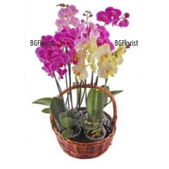 Send basket with orchid plants to Sofia