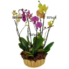Send basket with orchid plants