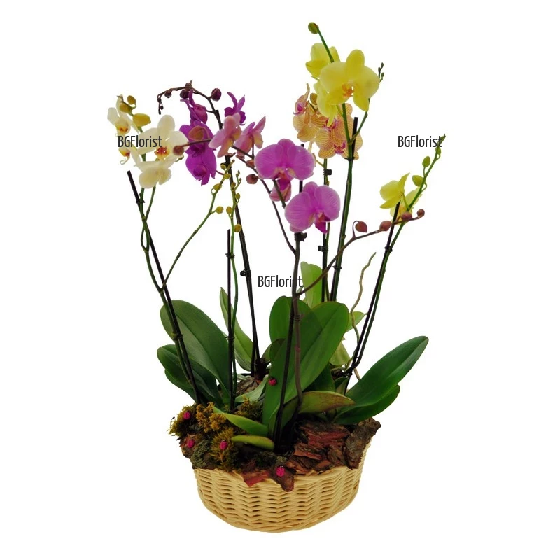 Send basket with orchid plants