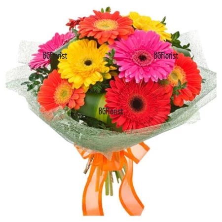 Send bouquet of multicoloured gerberas to Sofia