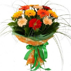 Bouquet of 11 gerberas in different colours and greenery, wrapped in fancy paper. This bouquet is a perfect  gift for the colleagues, for men or business partners.