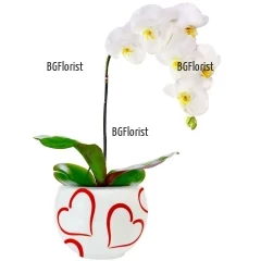 Бяла орхидея Фалаенопсис - нежен подарък за всеки дом и офис. Орхидеята се доставя с опаковка на транспортната саксия.