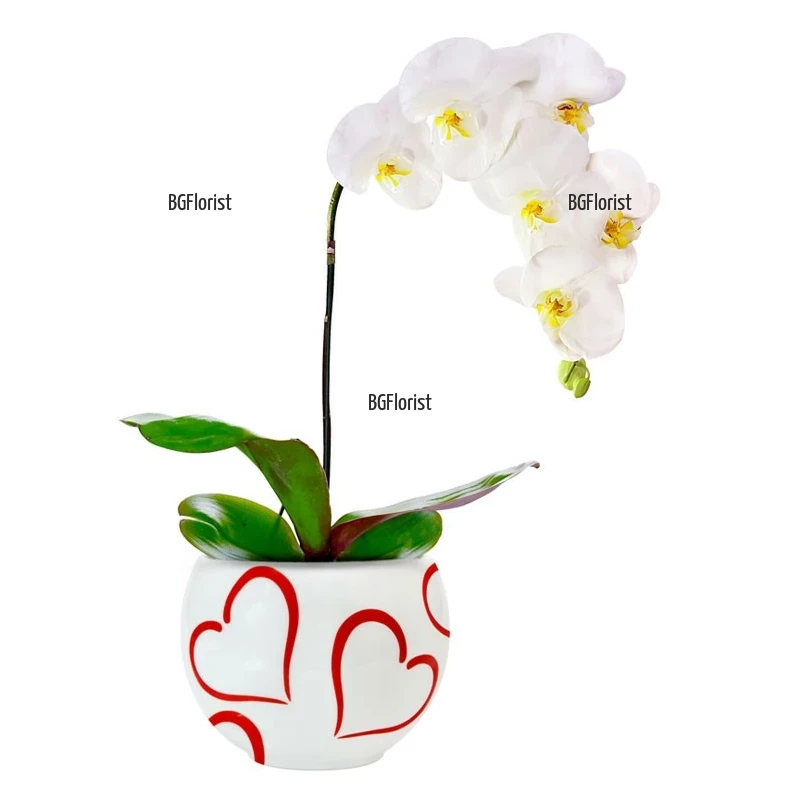 Доставка на бяла орхидея в саксия в София