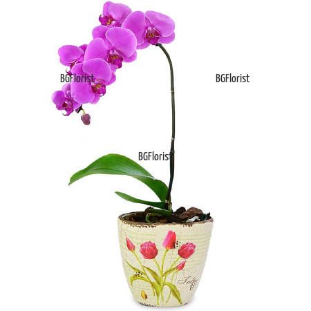 Send pink orchid plant to Sofia