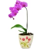 Send pink orchid plant to Sofia