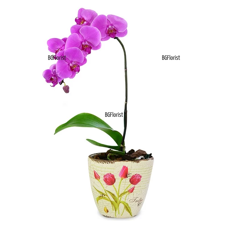 Send pink orchid plant to Sofia