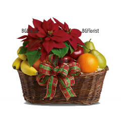 Красива, празнична кошница, включваща един от символите на Коледа - Коледна звезда и вкусни, питателни плодове.