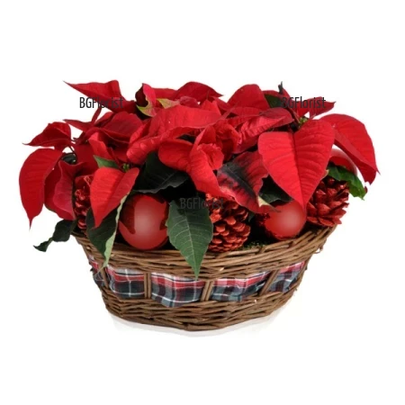 An online order and a delivery of basket with Poinsettia to Sofia