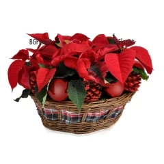 An online order and a delivery of basket with Poinsettia to Sofia