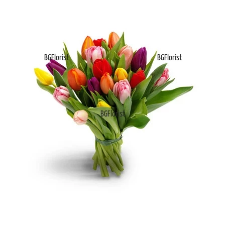 Send bouquet of multicoloured tulips to Sofia