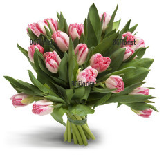 Tender bouquet of pink tulips, tied with a ribbon.