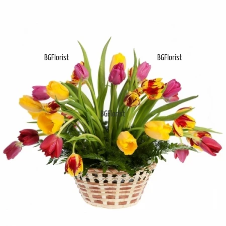 Send basket with multicoloured tulips to Sofia.