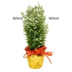Delight the loved ones with small Christmas cypress - make the coming holidays - the Christmas and the New Year more special.
