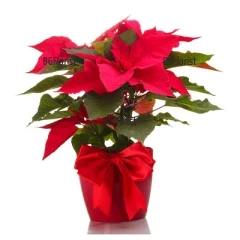 Poinsettia - the symbol of Christmas and the holidays during  December! The Poinsettia is delivered in transport pot.