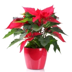 Poinsettia - the symbol of Christmas and the holidays during  December! The Poinsettia is delivered in transport pot.