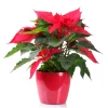 Send a Poinsettia by courier to Sofia.