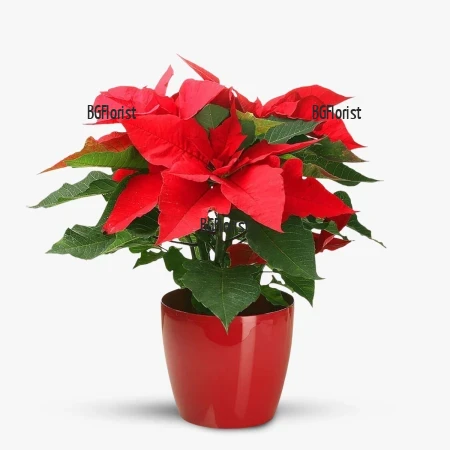 Доставка на Коледна звезда в саксия в София с куриер