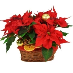 Festive basket with Poinsettias and holiday decoration. Send the Christmas spirit and atmosphire to recipient's home.