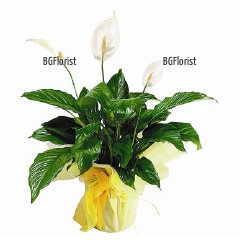 An online order and a delivery of pot plants by courier to Sofia. Beautuful, tender pot plant - Spathiphyllum, perfect plant for every office and home.