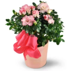 Lovely and delicate pink Azalea in plastic pot + wrap and ribbon.