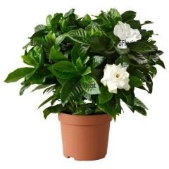Delicate and aromatic plant with white beautiful blossoms. The Gardenia will become the favorite flower of those who receive it. Sameday delivery!