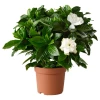 Send to Bulgaria Gardenia in a pot and gifts