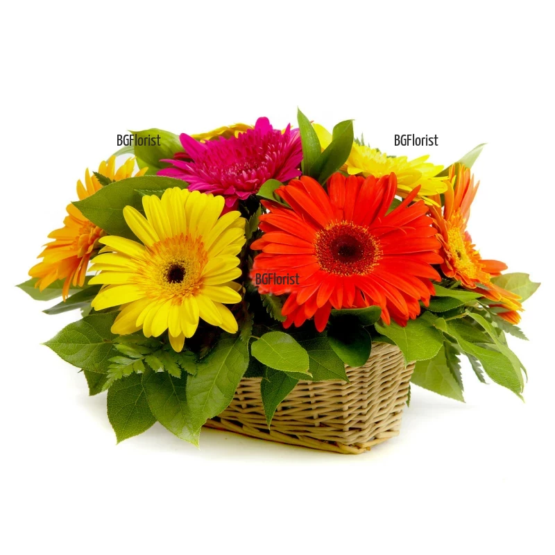 Send a basket with gerberas - Happy news