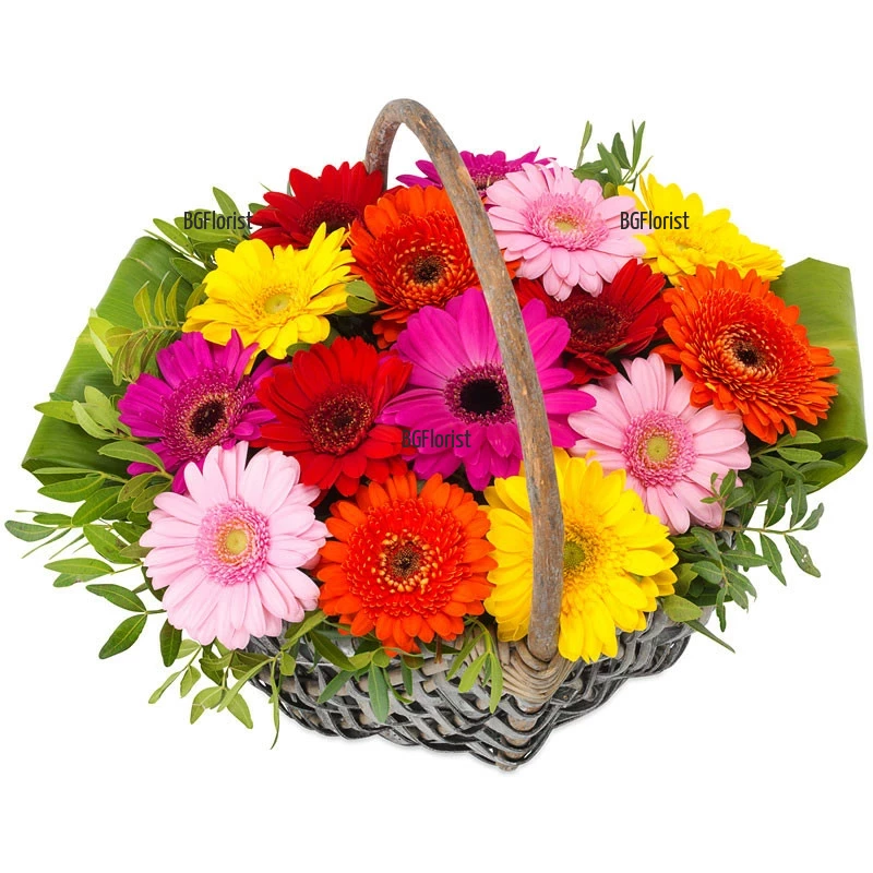 Send a basket with with colourful gerberas