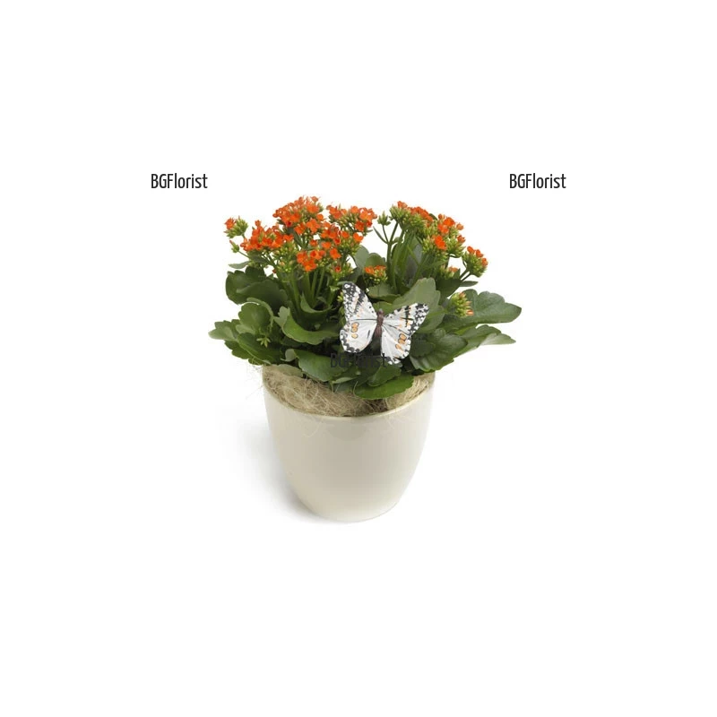 Send Kalanchoe plant by courier