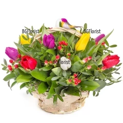 Flower delivery - a basket, arranged with colourful tulips, abundant greenery and spring decoration.